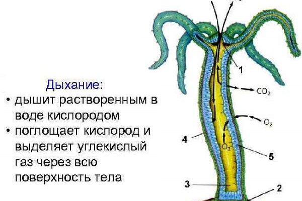 Kraken это что такое