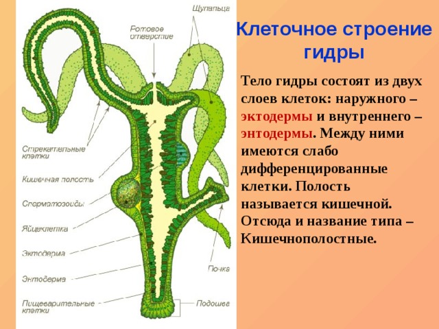 Кракен закладки